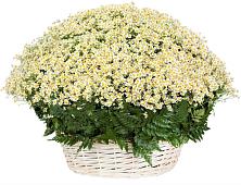 Цветочная композиция из Ромашки в корзине #REPLACE_PRED# Каменке Архангельской области